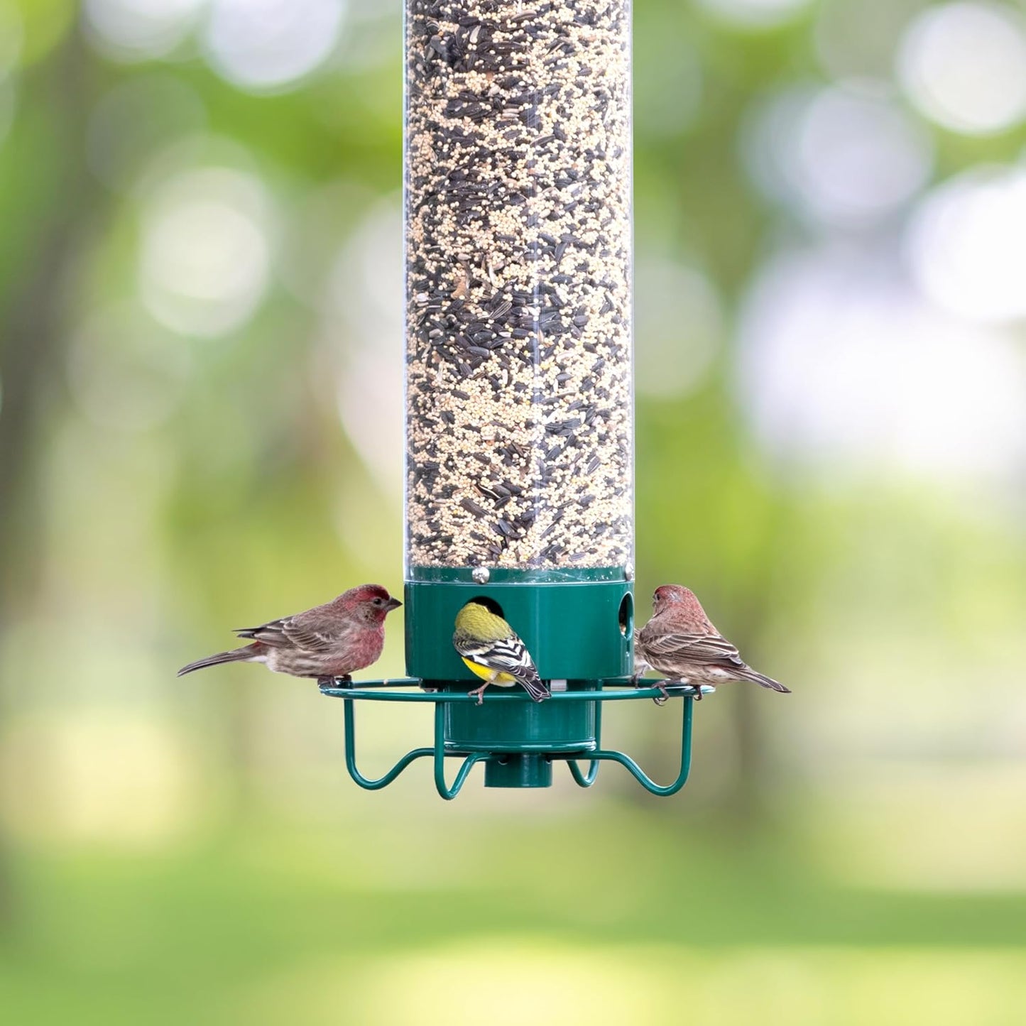 Bird Feeder with Squirrel Protection