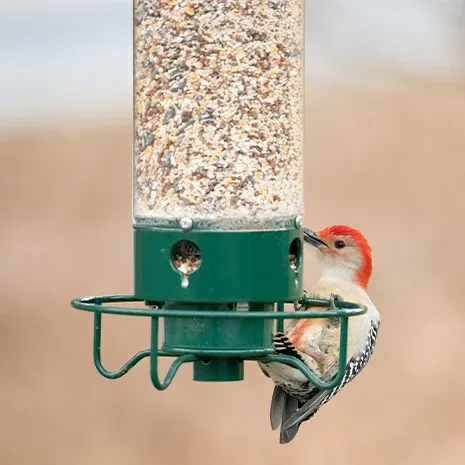Bird Feeder, Squirrel Proof