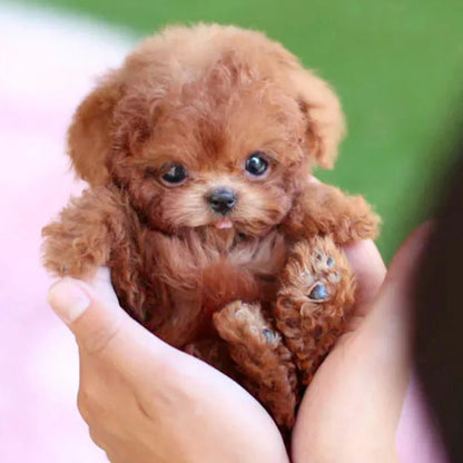 Robotic Puppy, Interactive Pet